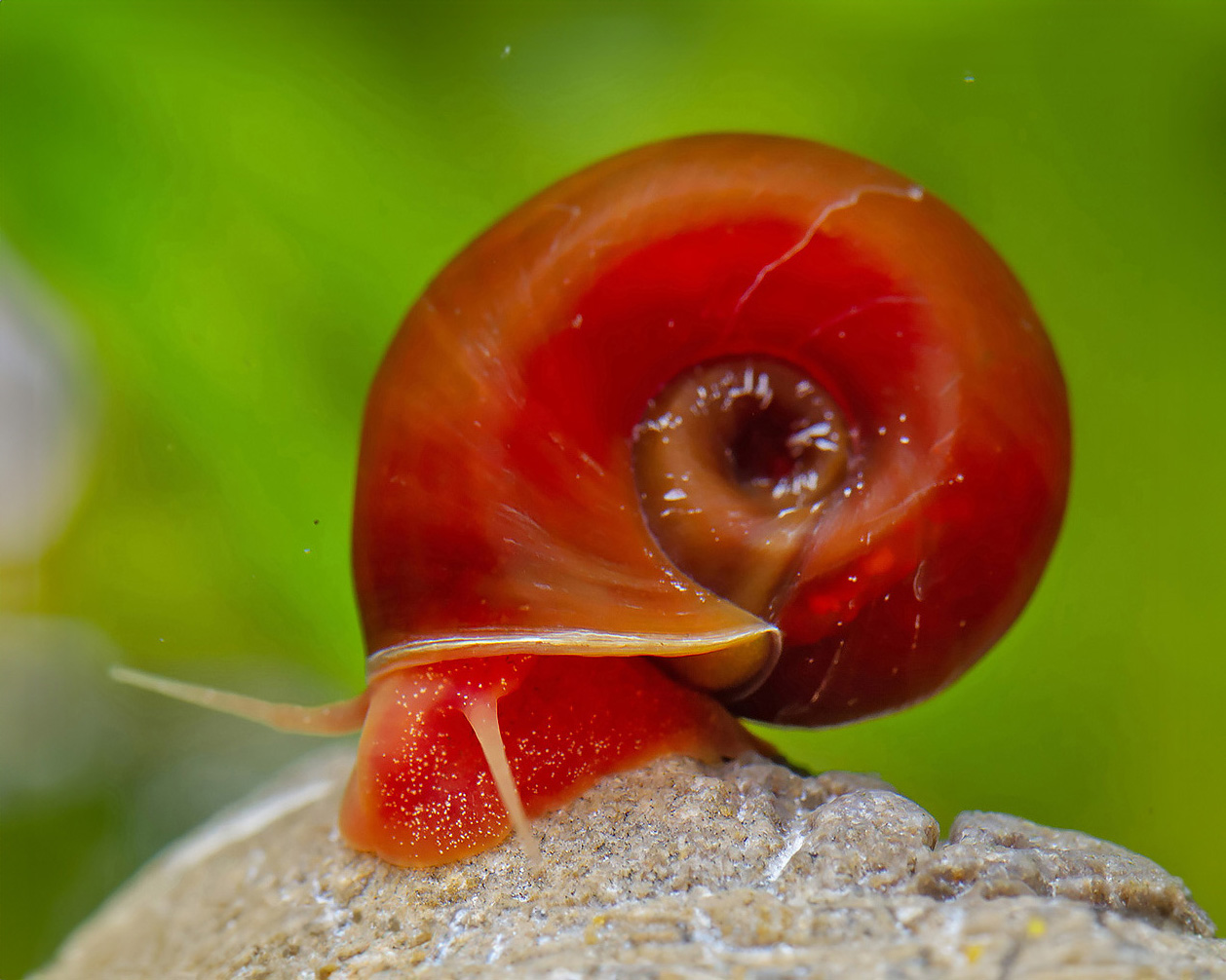 Orange Red Ramshorn Snail (Planorbella duryi duryi)